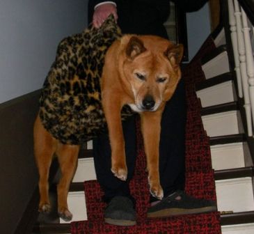 Dingo in seiner Hundetragetasche auf der Treppe