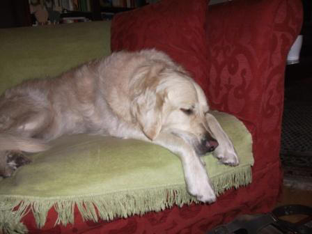 Golden Retriever Paul Froehlich/ Sonntags auf dem Sofa