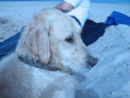 Golden Retriever Paul Froehlich/ schönster Hund der Welt