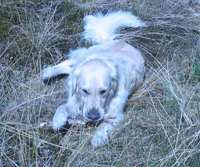 Golden Retriever Paul Froehlich/ schöner Urlaub