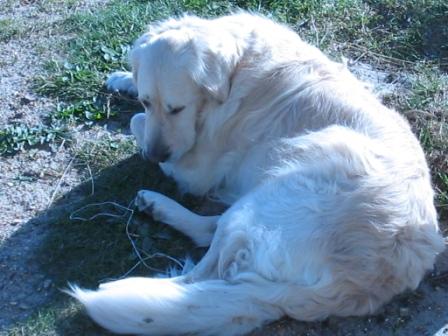 Golden Retriever Paul Froehlich/ Jütland