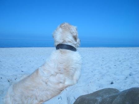 Golden Retriever Paul Froehlich/ Blick auf den Strand