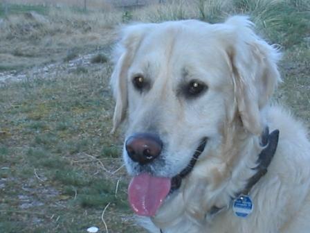 Golden Retriever Paul Froehlich/ Dänemark