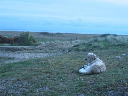Golden Retriever Paul Froehlich/ Dänemark