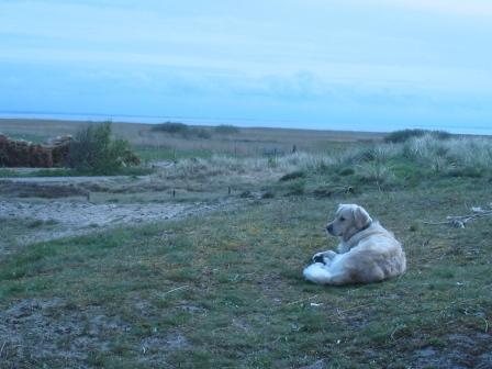 Golden Retriever Paul Froehlich/ Dänemark