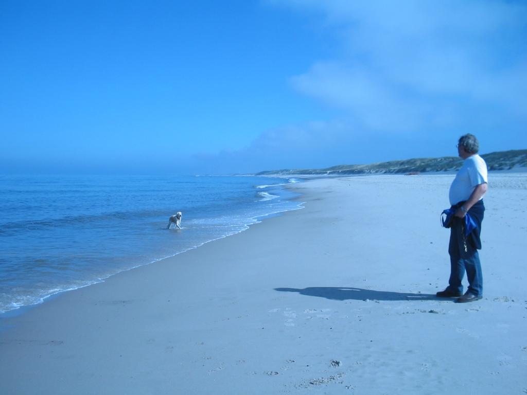 Golden Retriever Paul Froehlich/ Strand in Dänemark