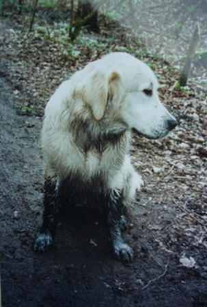 Golden Retriever Paul Froehlich/ Retrieverferkel