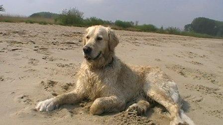 Golden Retriever Paul Froehlich/ Elbestrand