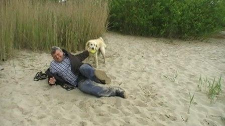 Golden Retriever Paul Froehlich/ Strand,Drochtersen