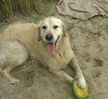 Golden Retriever Paul Froehlich/ Paulchen an der Elbe