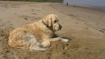 Golden Retriever Paul Froehlich/ Paulchen bewacht die Elbe