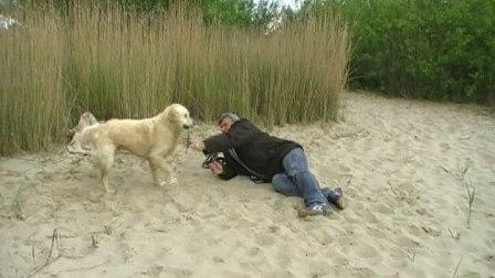 Golden Retriever Paul Froehlich/ Elbe