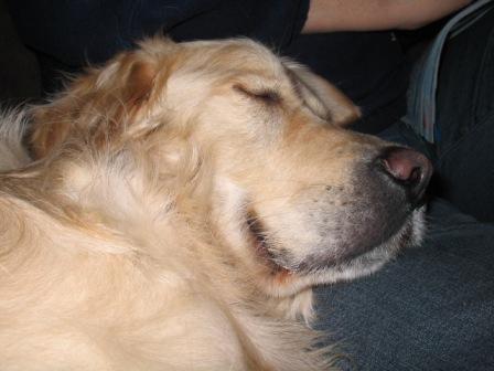 Golden Retriever Paul Froehlich/ schlafender Hund