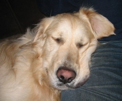 Golden Retriever Paul Froehlich/ gemütlich auf dem Sofa