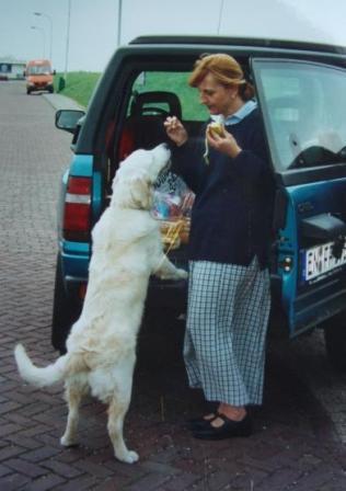 Golden Retriever Paul Froehlich/ unterwegs