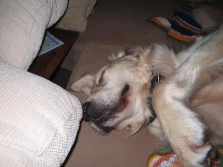 Golden Retriever Paul Froehlich/ Hundelachen