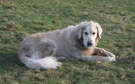 Golden Retriever Paul Froehlich/ Paulchen auf der Wiese