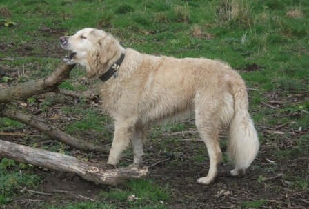 Golden Retriever Paul Froehlich/ erste Stöckchen