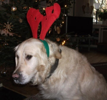 Golden Retriever Paul Froehlich/ Weihnachten 09