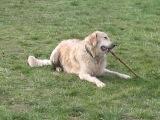 Golden Retriever Paul Froehlich/ kleines Video