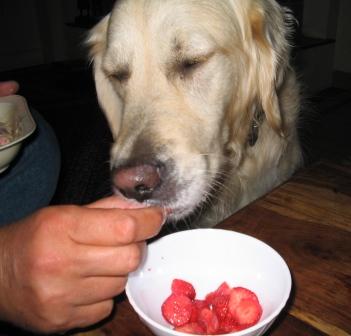 Golden Retriever Paul Froehlich/ Erdbeeren