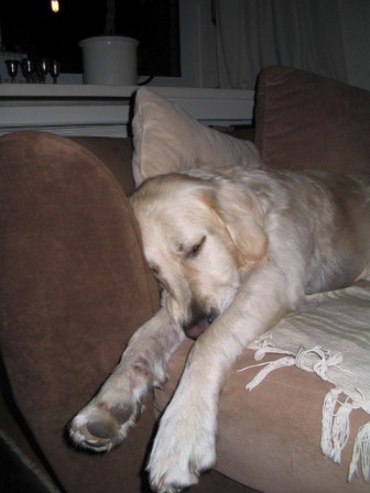 Golden Retriever Paul Froehlich/ Klappe, Sofa die 112ste