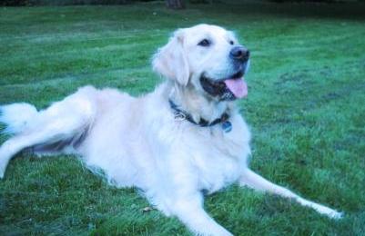 Golden Retriever Paul Froehlich/ Paulchen auf der Wiese