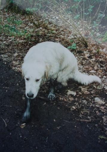 Golden Retriever Paul Froehlich/ Retrieverferkel