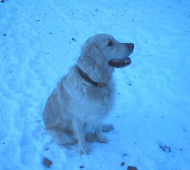 Golden Retriever Paul Froehlich/ Schnee1