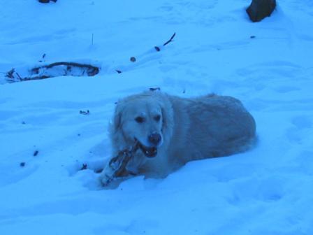 Golden Retriever Paul Froehlich/ Schnee2