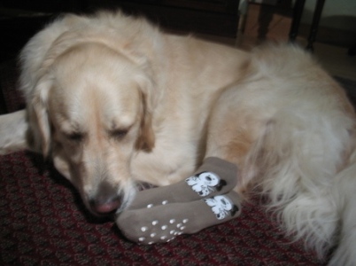 Golden Retriever Paul Froehlich/ Hundesocken