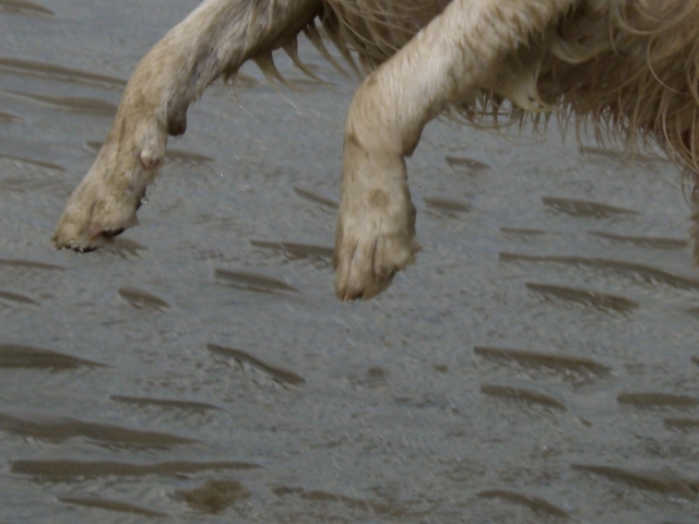 Golden Retriever Paul Froehlich/ am Strand