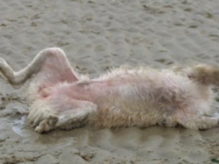 Golden Retriever Paul Froehlich/ am Strand