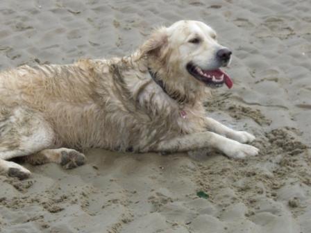 Golden Retriever Paul Froehlich/ lachender Hund