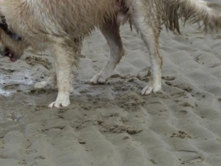 Golden Retriever Paul Froehlich/ am Strand