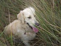 Golden Retriever Paul Froehlich/ Paulchen lacht