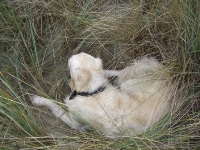 Golden Retriever Paul Froehlich/ Paulchen spielt Verstecken