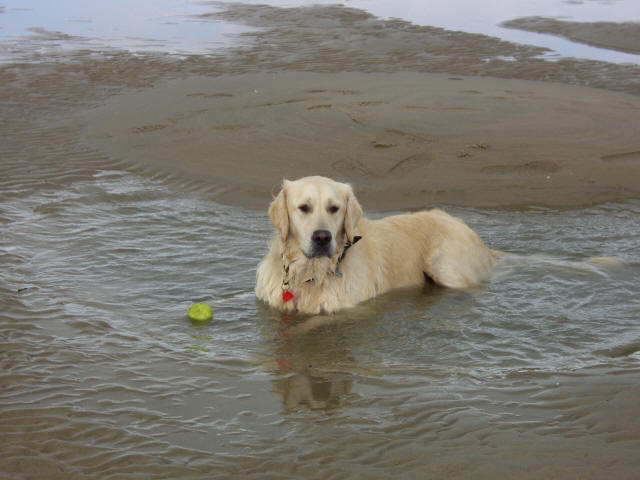 Golden Retriever Paul Froehlich/ nimmt ein Bad