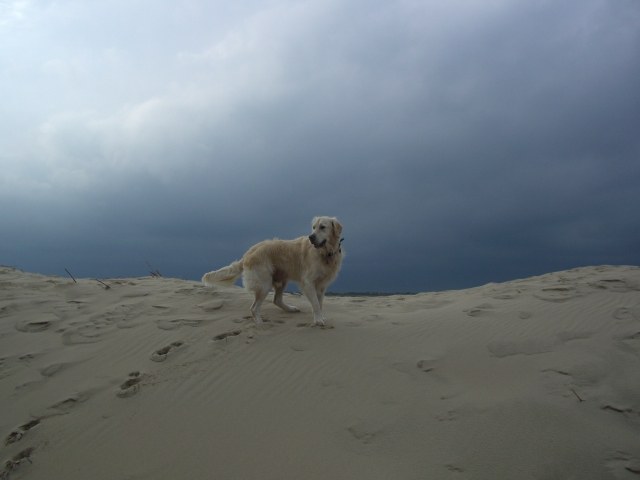 Golden Retriever Paul Froehlich/ Paulchen am Strand