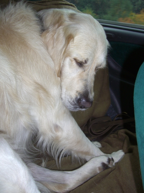 Golden Retriever Paul Froehlich/ Paulchen schläft im Sitzen