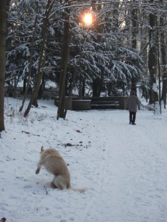 Golden Retriever Paul Froehlich/ Winterwald