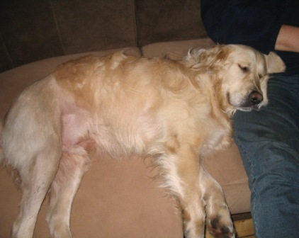 Golden Retriever Paul Froehlich/ schlafender Hund